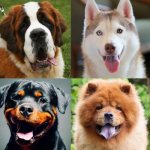 какую породу щенка выбрать