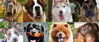 какую породу щенка выбрать