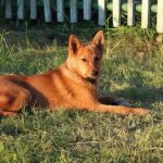 Карело-финская лайка выделяется среди охотничьих пород