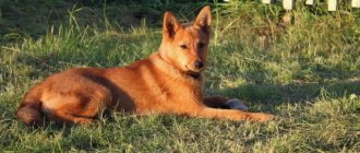 The Karelo-Finnish Laika stands out among hunting breeds