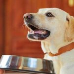 карликовый лабрадор фото