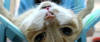 Кастрация кота