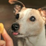 катаракта у джек-рассел терьера