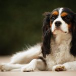 Кавалер кинг-чарльз-спаниельлежит