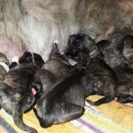 кавказская овчарка кормит щенков