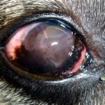 Кератит у собаки