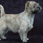 Керн терьер