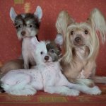 Китайская хохлатая собака и щенки