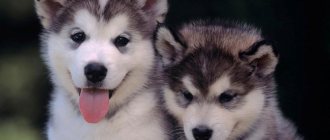 Клички для хаски мальчика и девочки