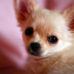 Dog names for Chihuahua boys