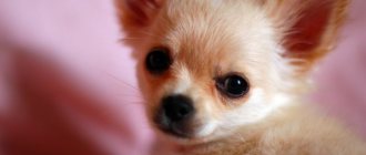 Клички для собак мальчиков чихуахуа