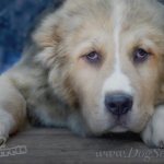 Клички породы алабай