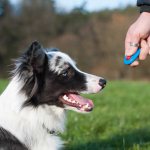 Кликер для собак - что это такое и как использовать эффективно