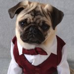 Кобели обычно более выносливы