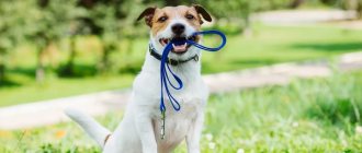 When to feed your dog: before or after a walk