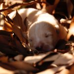 Когда щенки открывают глаза