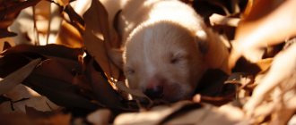 When puppies open their eyes