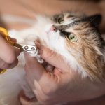 Когтерез для кошек