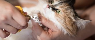 Когтерез для кошек