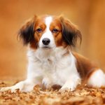 Коикерхондье фото и описание