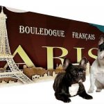 конъюнктивит у французского бульдога