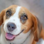 Конъюнктивит у собак