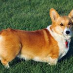 Корги с хвостом или без: когда, зачем и нужно ли делать купирование