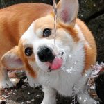 корги утоляет жажду