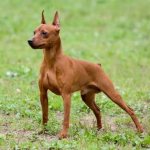 Brown Pinscher
