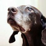 Корм для пожилых собак