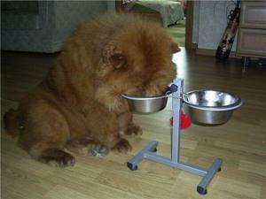 Корм для собак чау-чау: чем кормить щенка и взрослую собаку
