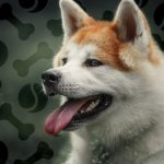 Кормление американской акиты