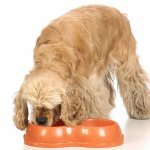 Кормление взрослого английского кокер-спаниеля