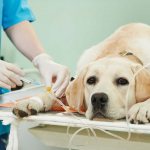 Коронавирусный энтерит у собак