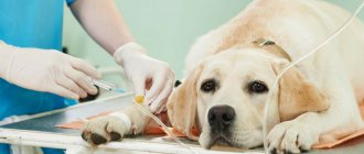 Коронавирусный энтерит у собак