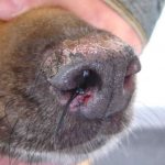 Красная волчанка у собаки