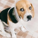 Cryptorchidism in dogs