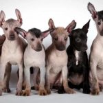 Ксолоитцкуинтли