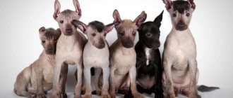 Xoloitzcuintle