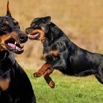 кто сильнее ротвейлер или доберман