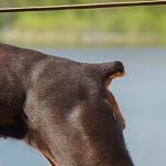 купирование хвоста собаке