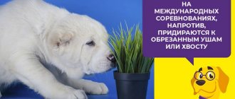 Ear and tail docking in Alabai: opinions of veterinarians
