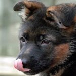 Купирование ушей овчарки