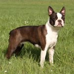 Купированный хвост