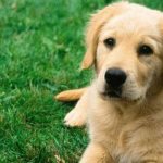 Лабрадор на прогулке