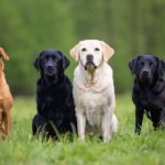 Лабрадор ретривер