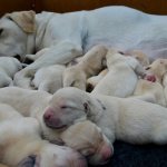 Лабрадор со щенками