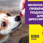 Лакомства для дрессировки собак и щенков: как выбрать или приготовить самостоятельно