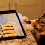 Лакомства для собак