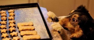 Лакомства для собак